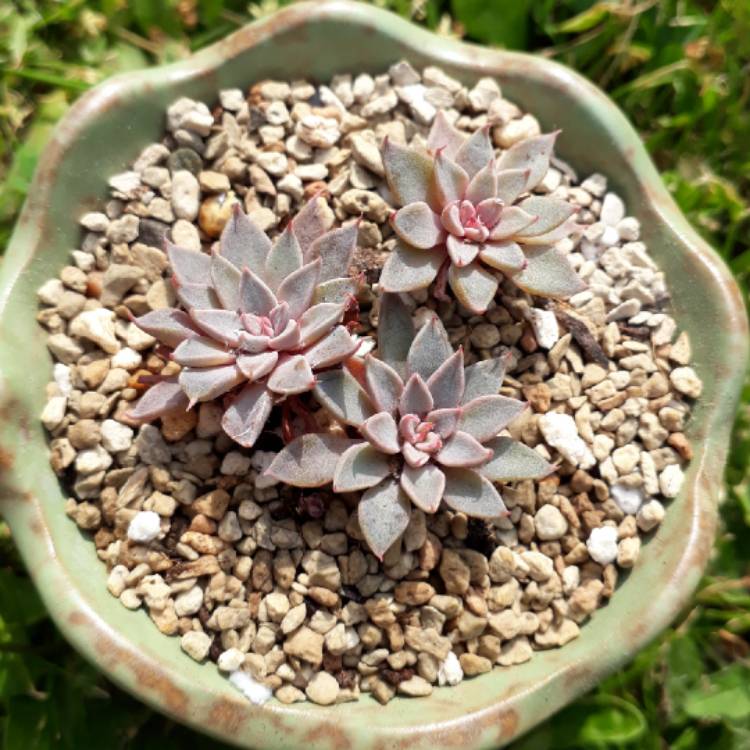 plant image 768011 plant image 768011