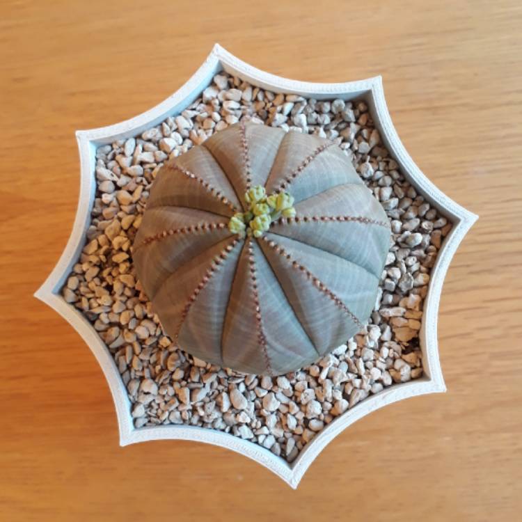 plant image 772220 plant image 772220