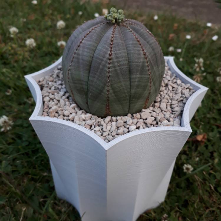 plant image 772221 plant image 772221