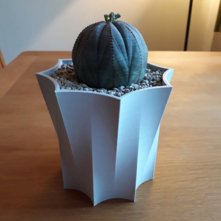 plant image 772222 plant image 772222