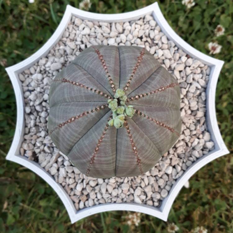Plant image Euphorbia Obesa