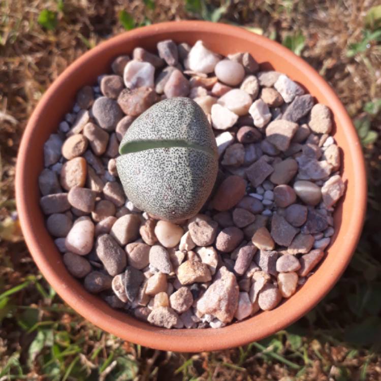 plant image 773296 plant image 773296