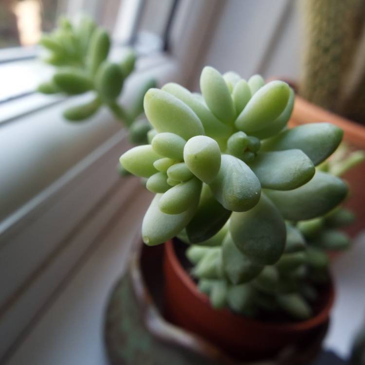 plant image 775617 plant image 775617