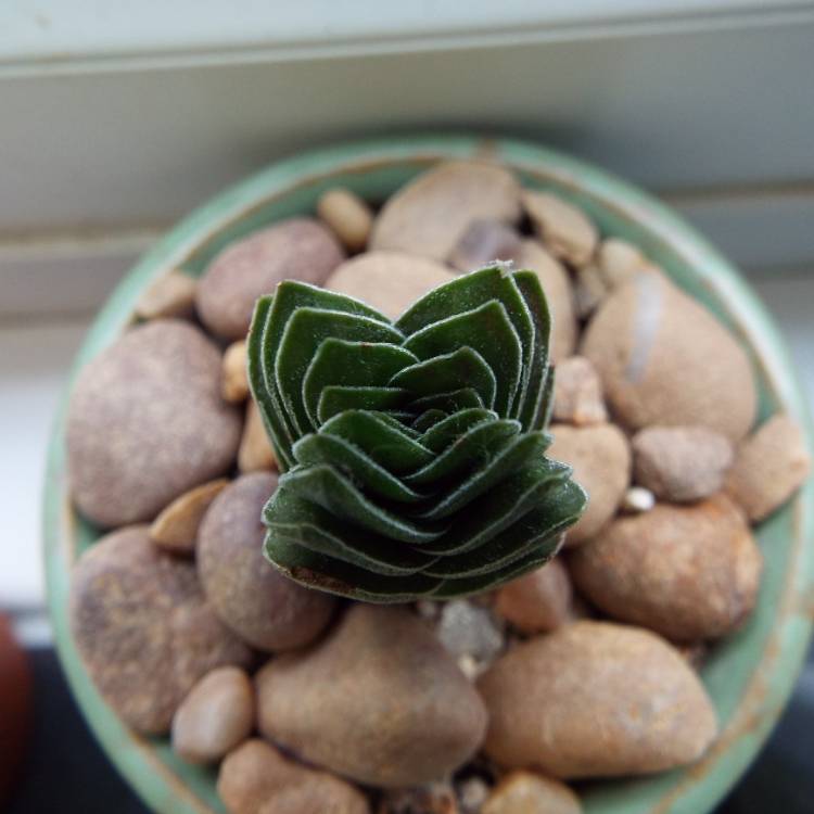 plant image 775620