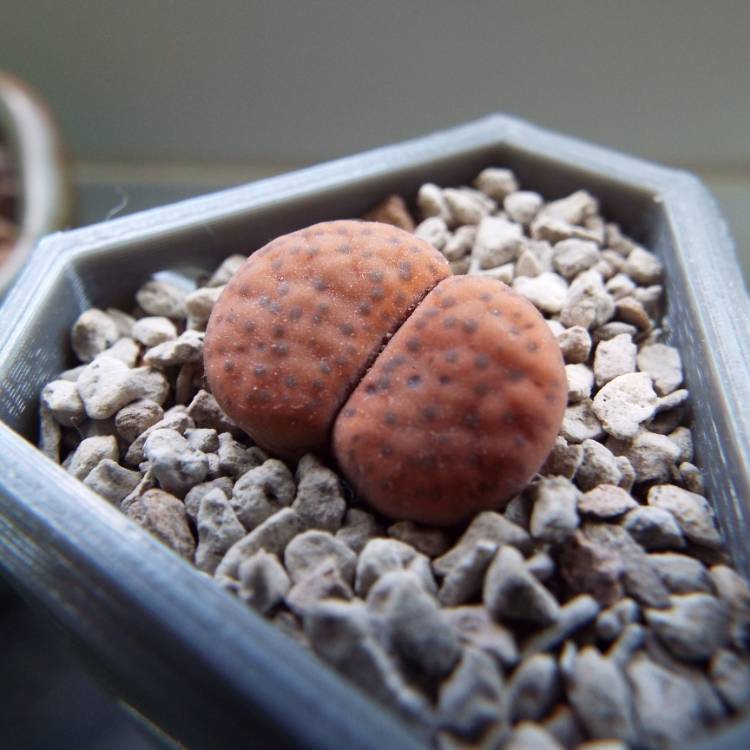 plant image 775628 plant image 775628