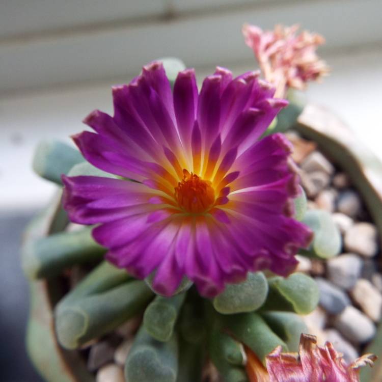 plant image 775636 plant image 775636