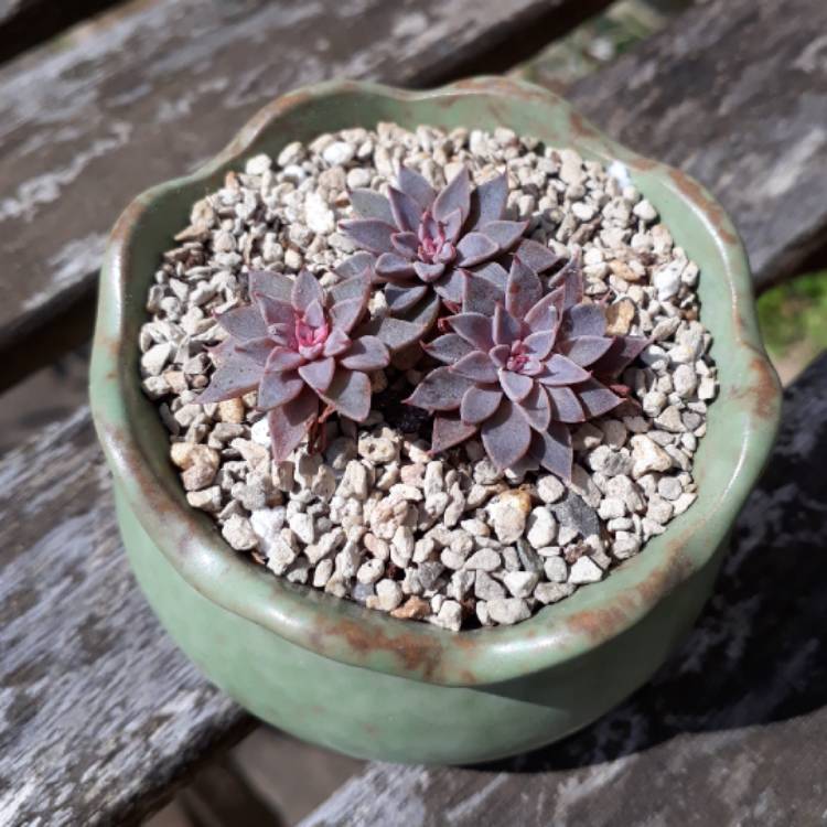 plant image 776935 plant image 776935