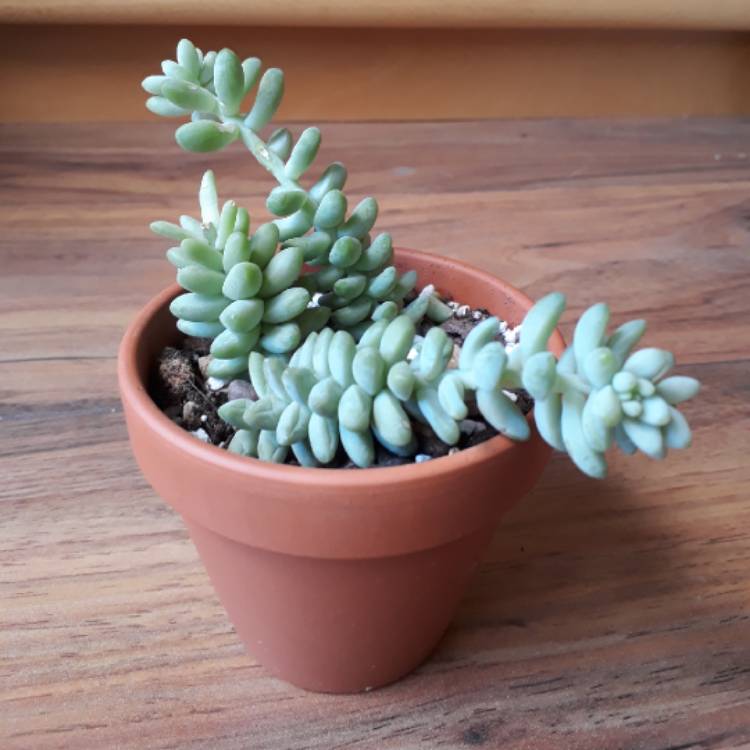 plant image 777499 plant image 777499