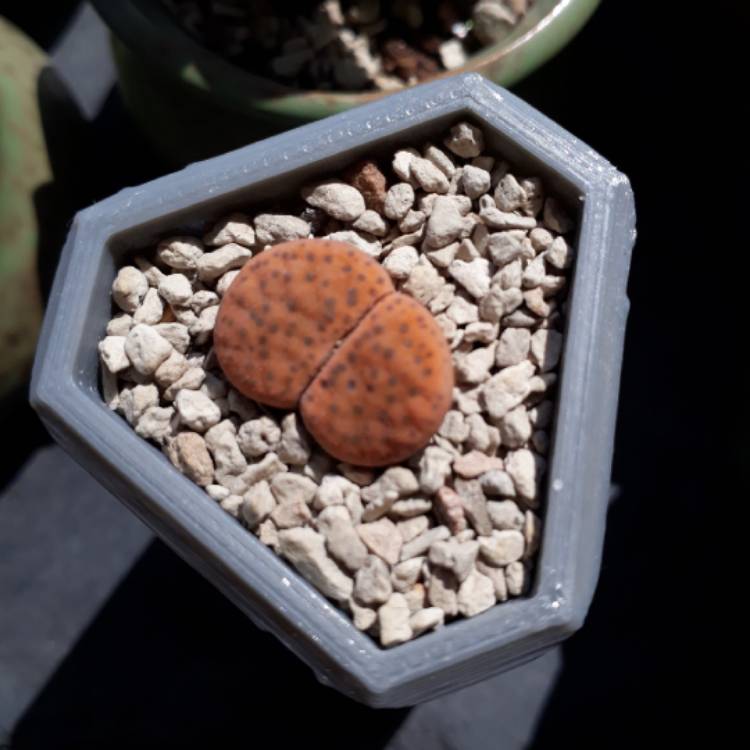 plant image 783883 plant image 783883