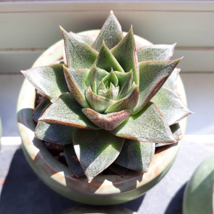 plant image 783884 plant image 783884