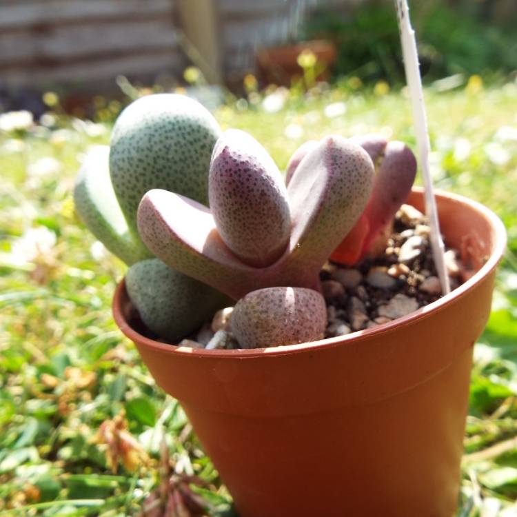 plant image 784934 plant image 784934