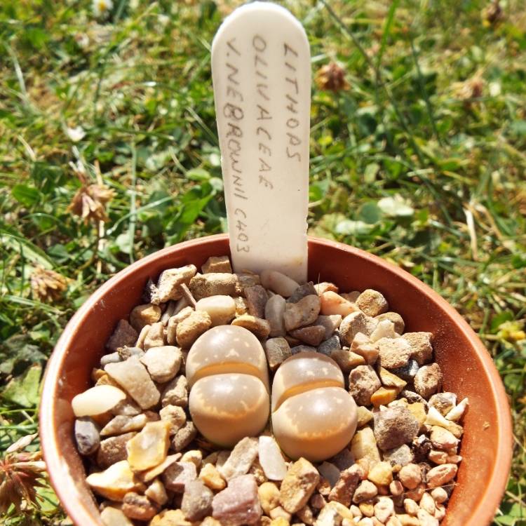 plant image 784989 plant image 784989