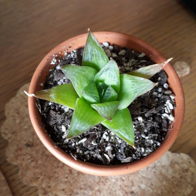 plant image 787233 plant image 787233