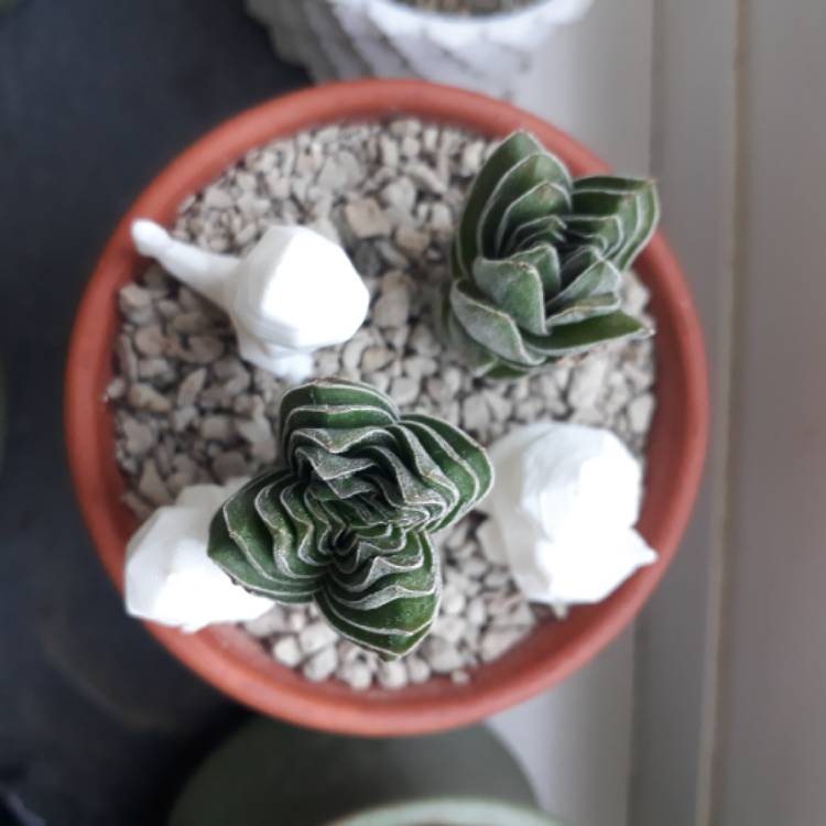 plant image 790685