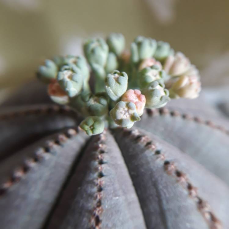 plant image 793764 plant image 793764