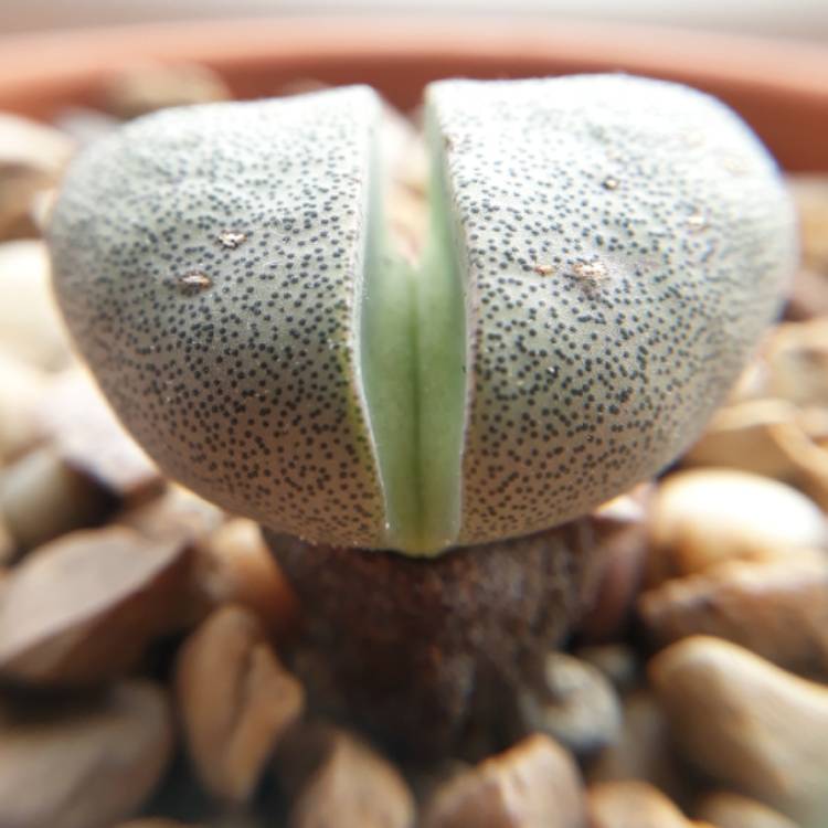 plant image 793776 plant image 793776