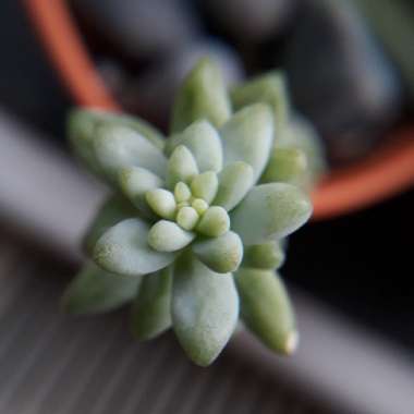 Sedum Morganianum
