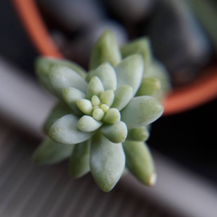 plant image 793787 plant image 793787