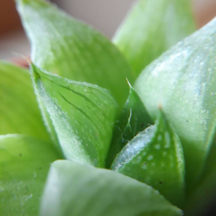 plant image 793789 plant image 793789
