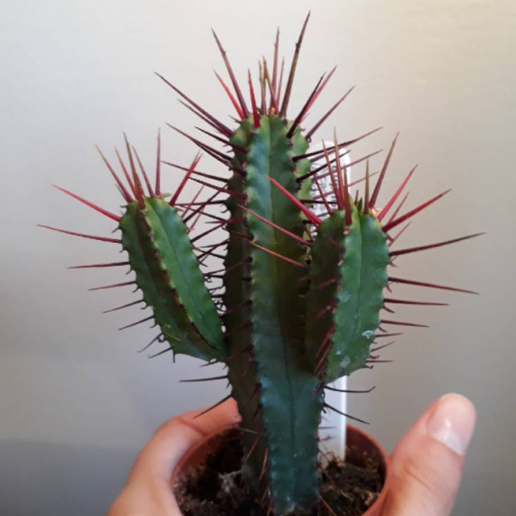 plant image 795533