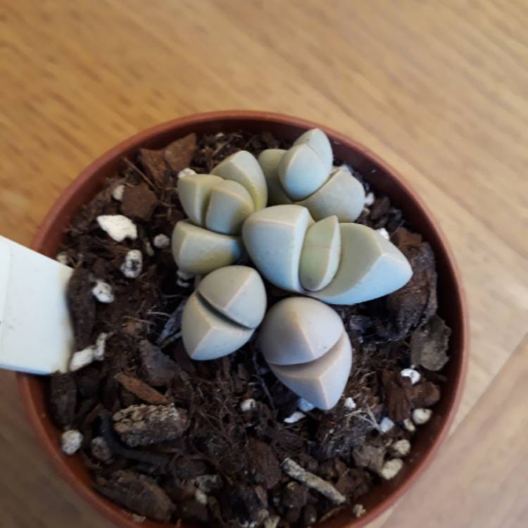 plant image 795536