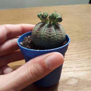 Euphorbia Obesa