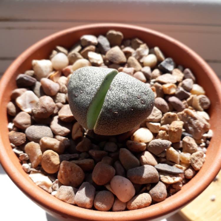 plant image 800208 plant image 800208