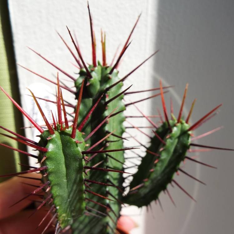 plant image 800523