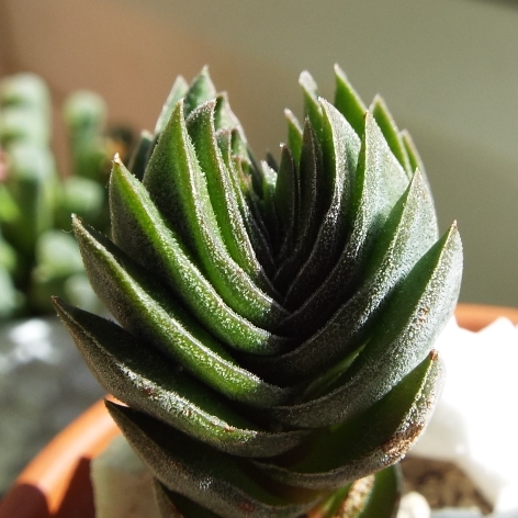 plant image 800525