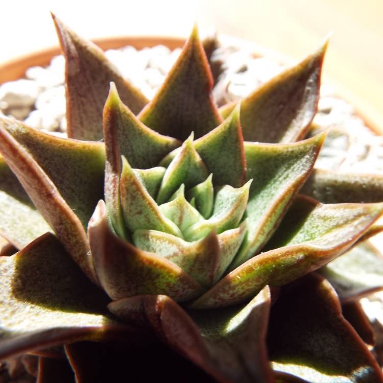 plant image 800528 plant image 800528