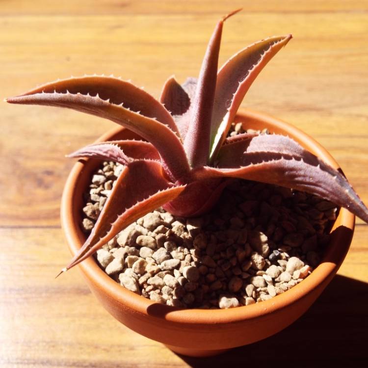 plant image 800536 plant image 800536