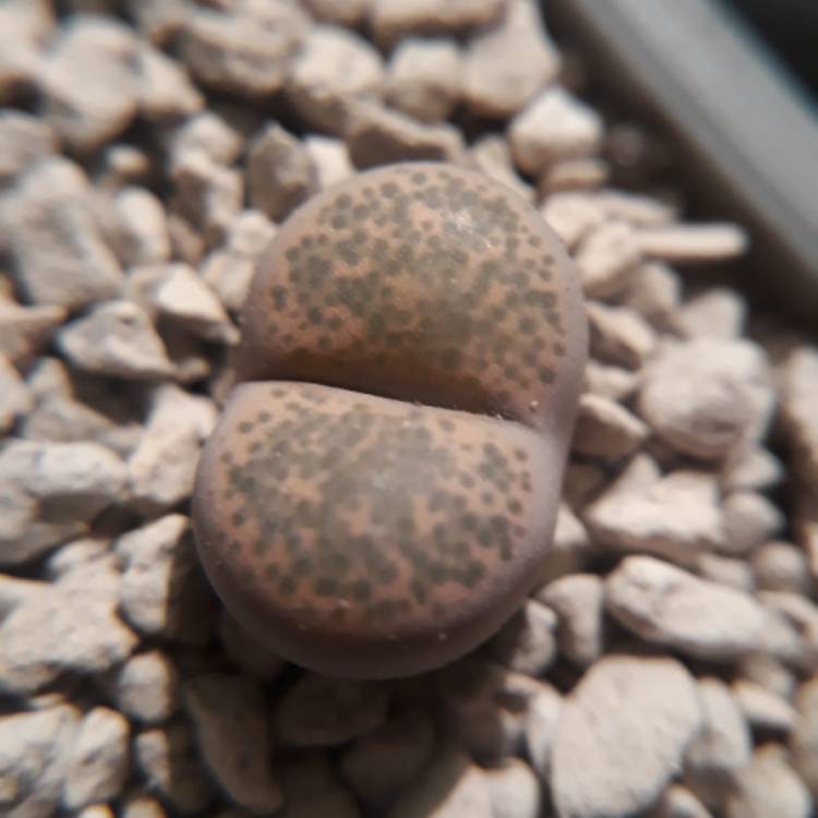 plant image 804190