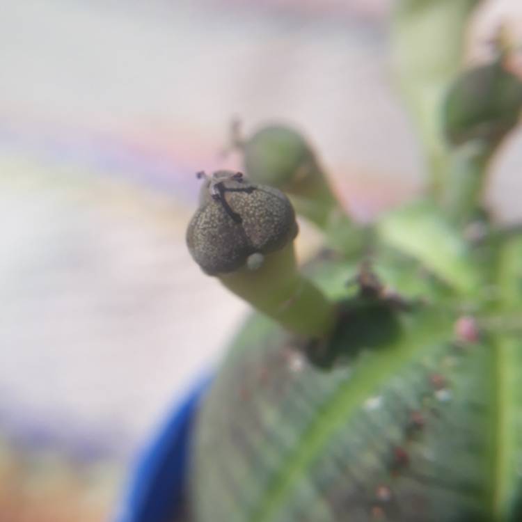 plant image 807883 plant image 807883