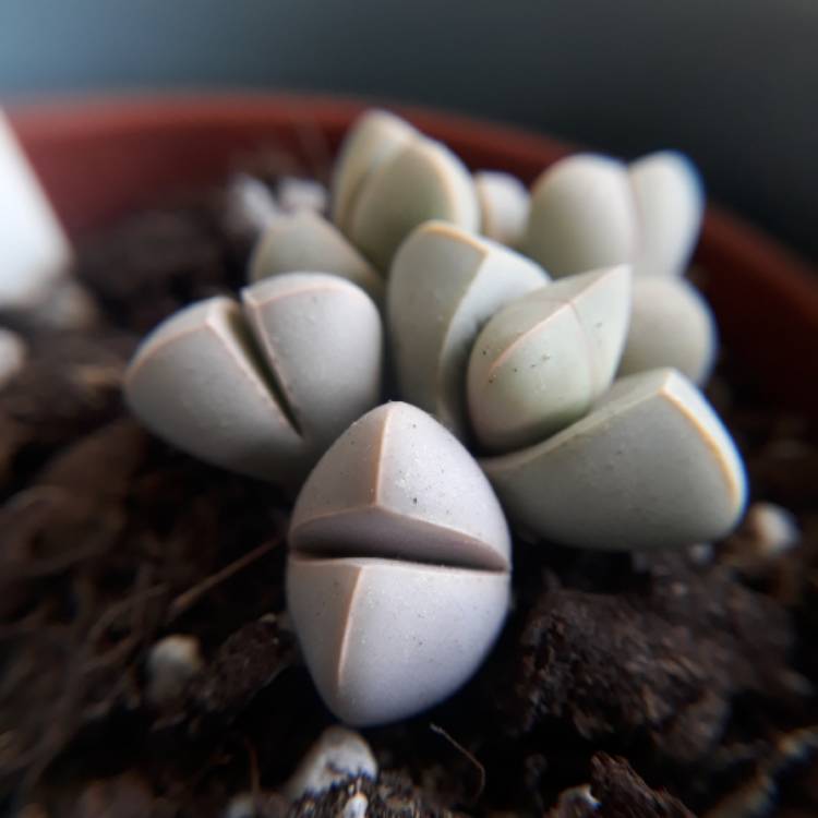 plant image 807893