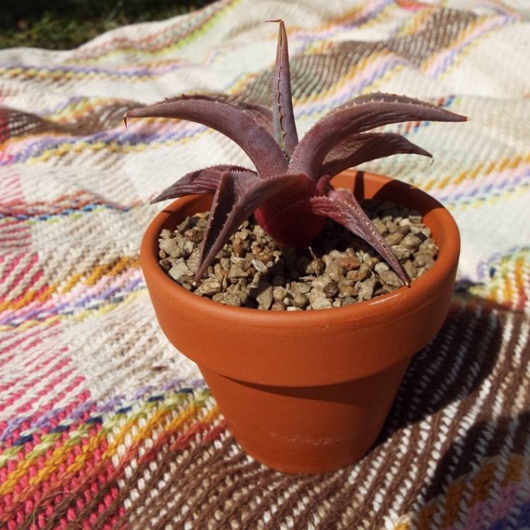 plant image 808411 plant image 808411