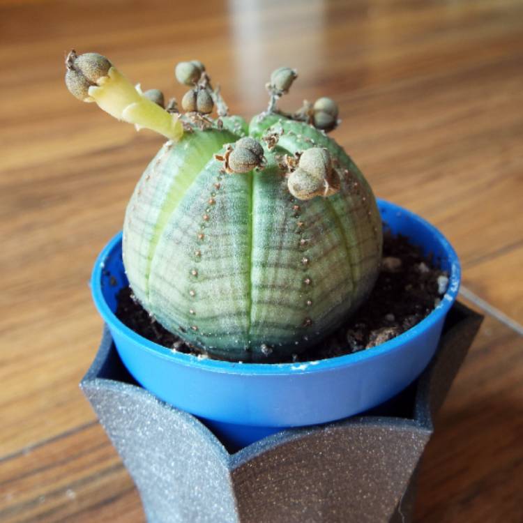 plant image 821097 plant image 821097