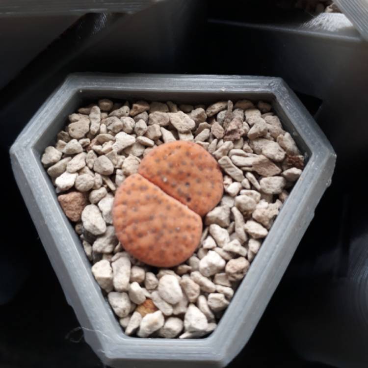 plant image 821122 plant image 821122