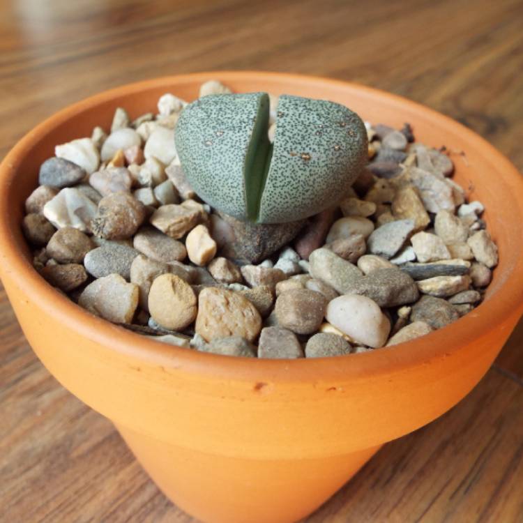 plant image 821331 plant image 821331