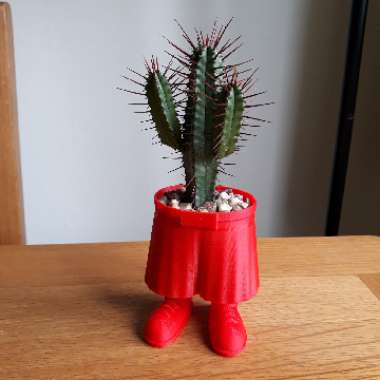 Euphorbia enopla