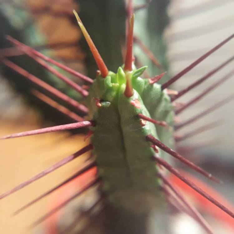 plant image 827666