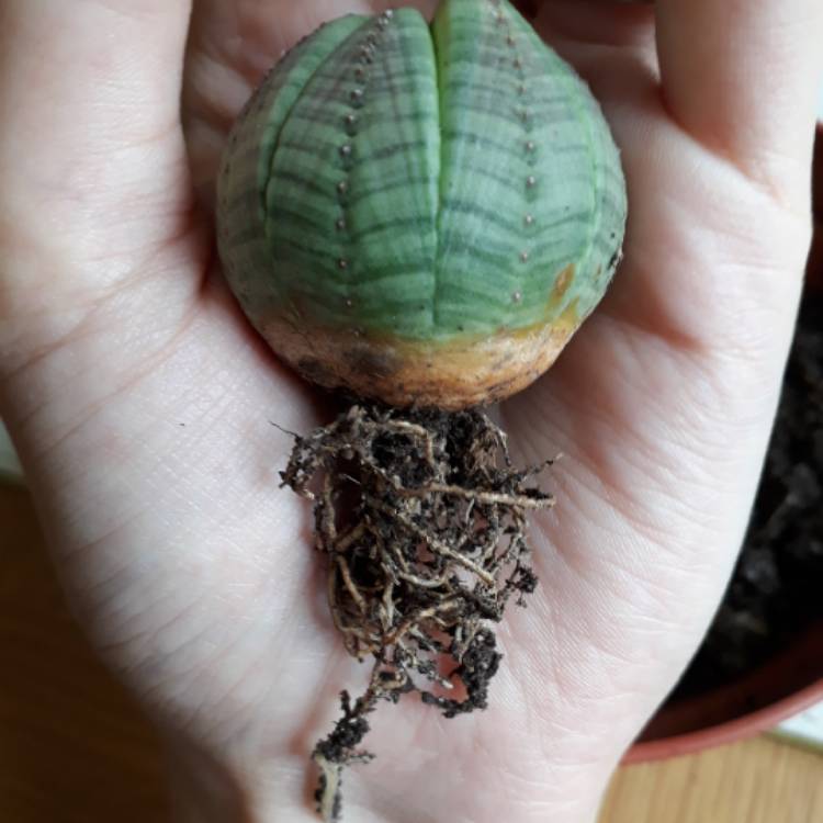 plant image 830326 plant image 830326