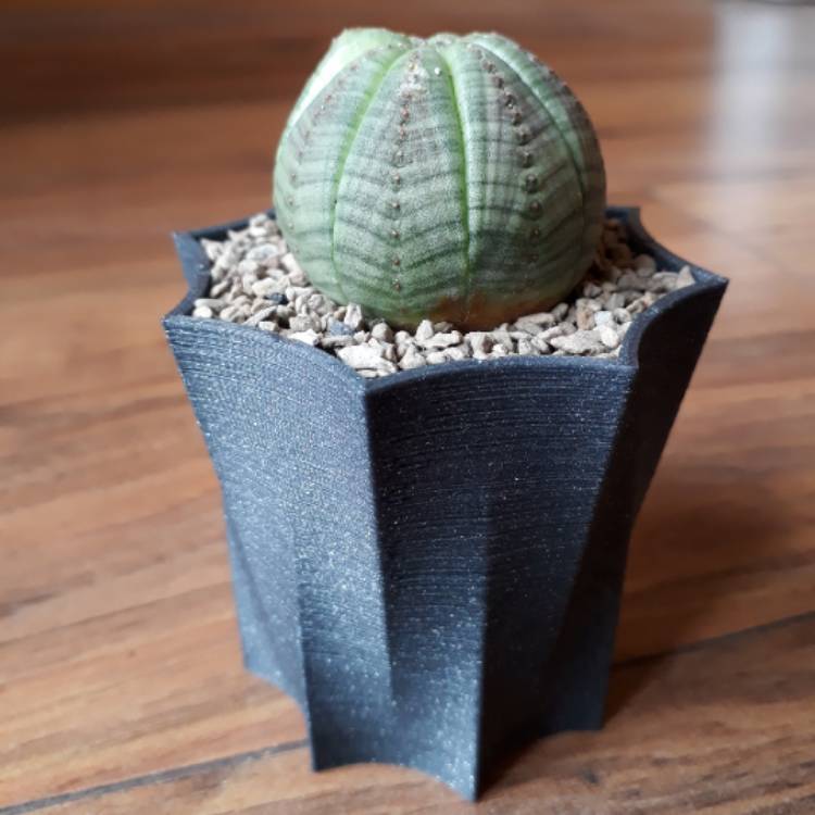 plant image 830348 plant image 830348
