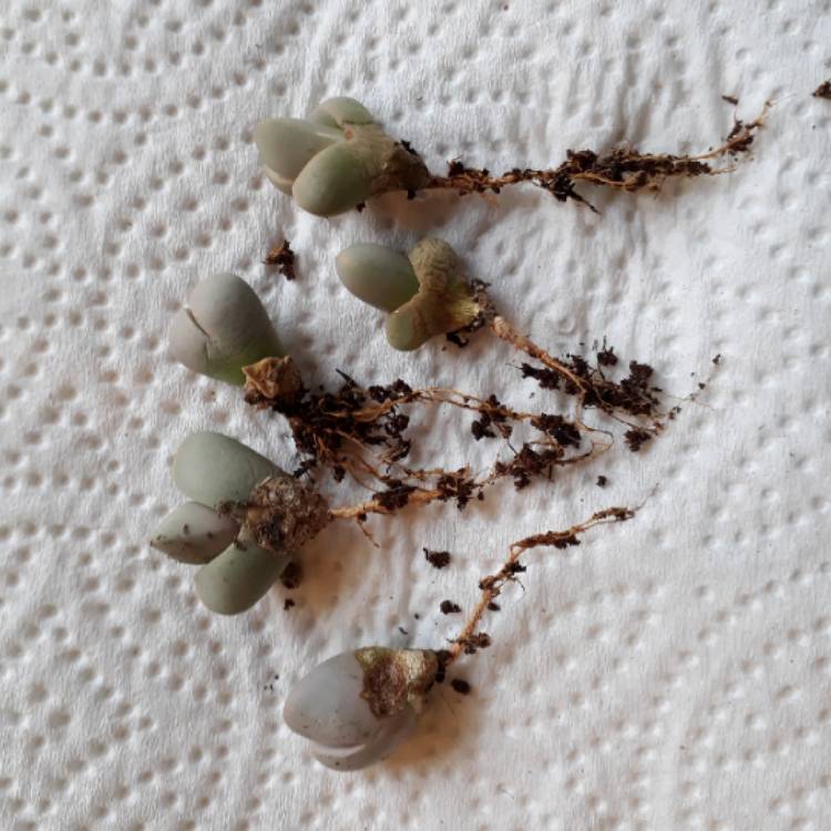 plant image 831643