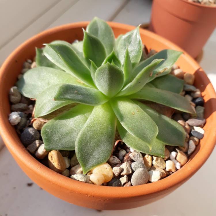 plant image 833442