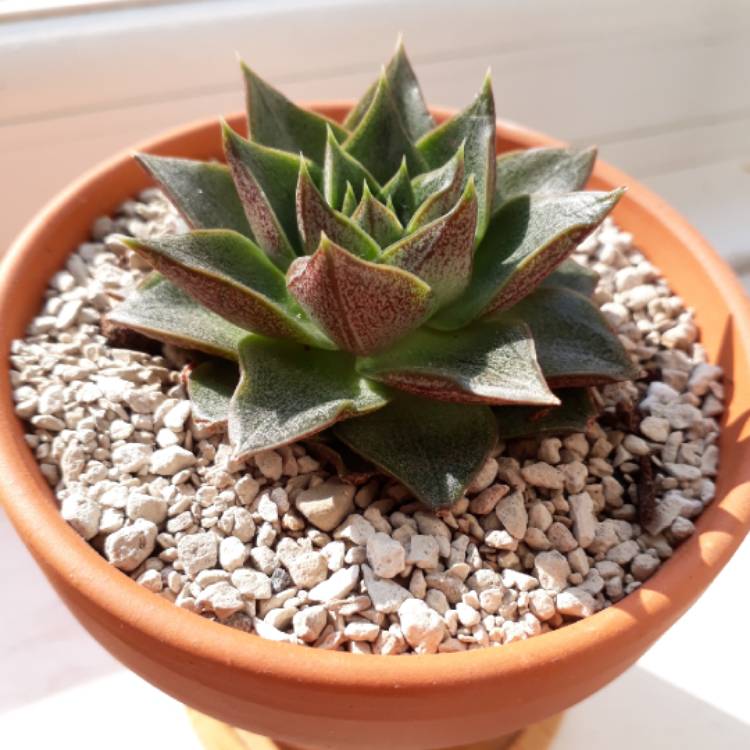 plant image 833444 plant image 833444
