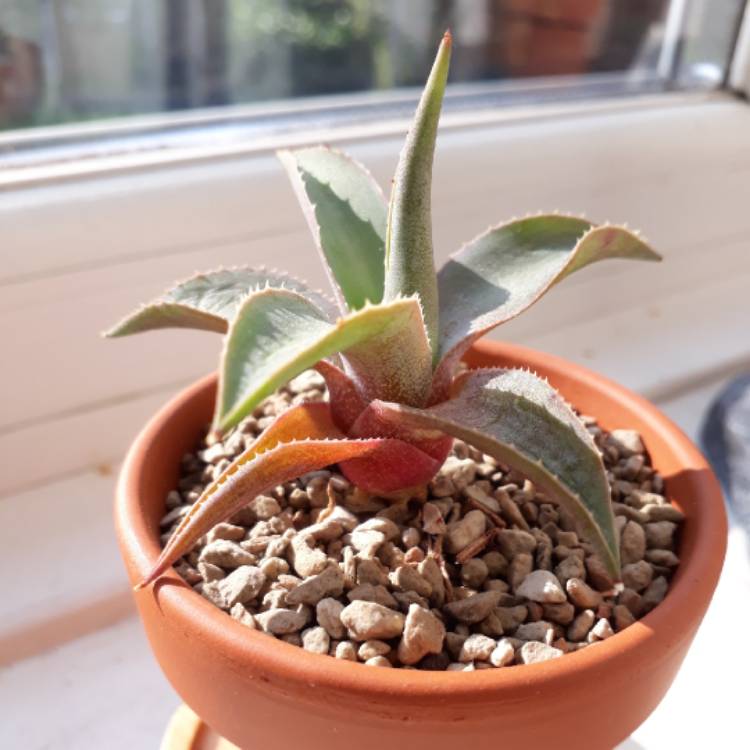 plant image 833446 plant image 833446