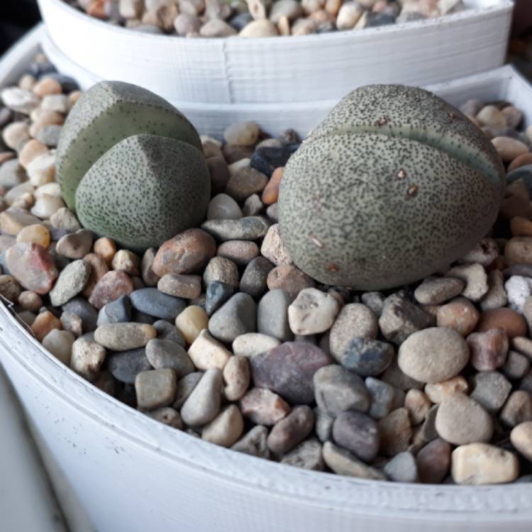 plant image 833467 plant image 833467