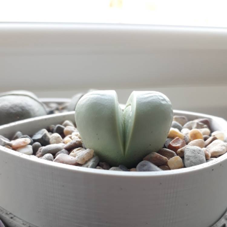 plant image 833473