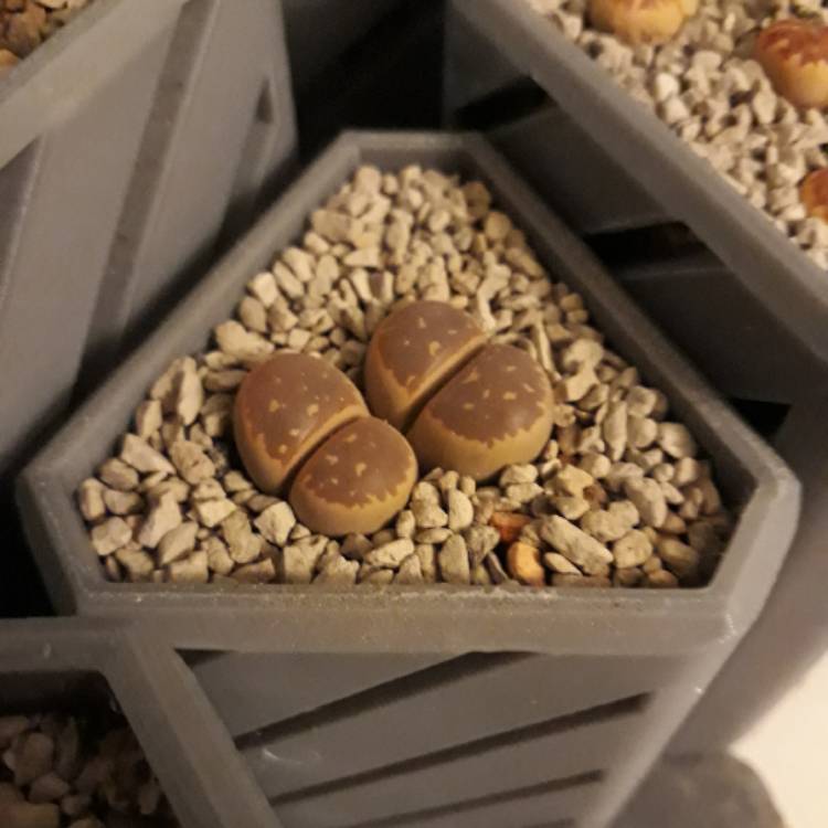 plant image 835466 plant image 835466