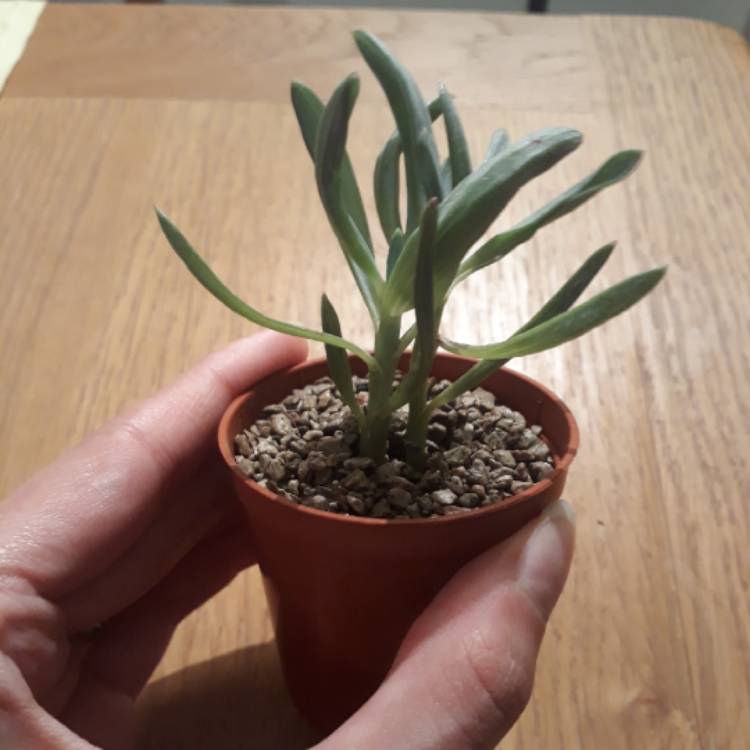 plant image 837724 plant image 837724
